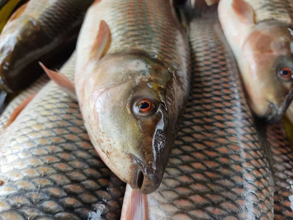 Tiro Perto Peixe Fresco Banca Mercado Dos Agricultores — Fotografia de Stock