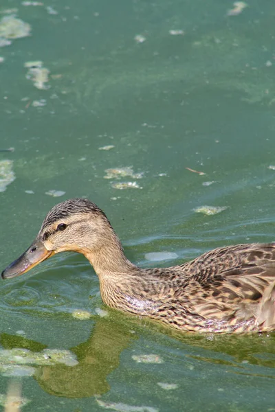 Vertical Shot Duck Swimming Lake Sunlight — Stock Photo, Image
