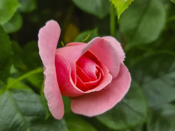 Selective Focus Shot Pink Rode Head Green Leaves Background — Stock Photo, Image