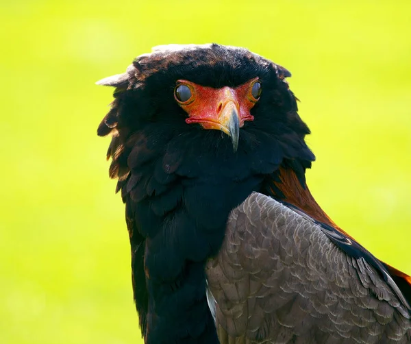 黄色の背景に鳥のクローズアップショット — ストック写真