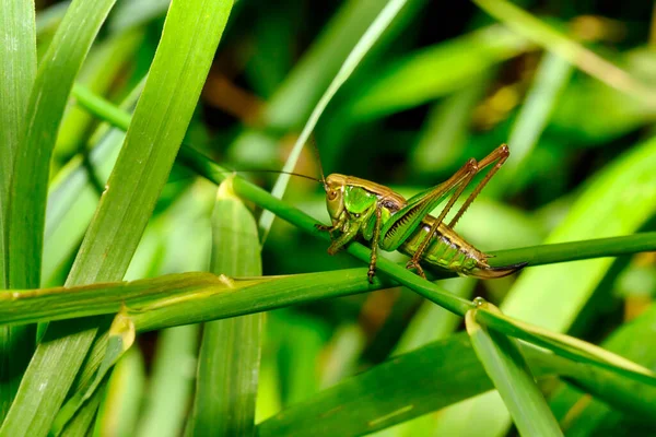 Eine Heuschrecke Auf Einem Saftigen Gras Auf Der Wiese — Stockfoto