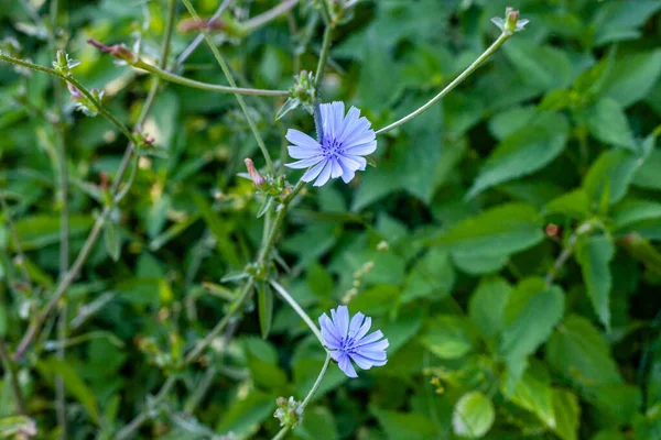 Detailní Záběr Modré Obyčejné Čekanka Květiny Zeleném Pozadí — Stock fotografie