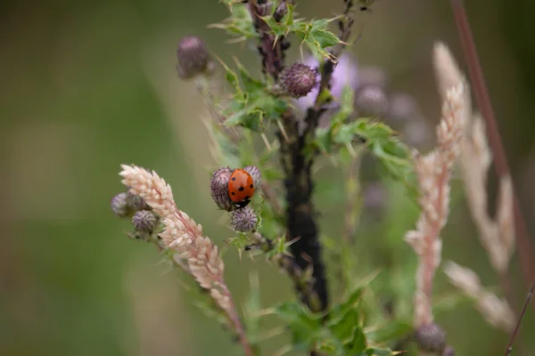 Primo Piano Una Coccinella Sui Fiori Selvatici — Foto Stock