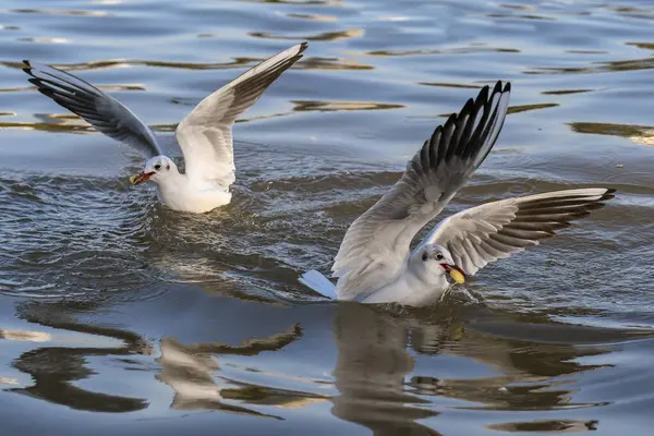 Las Aves Blancas Una Superficie Agua — Foto de Stock