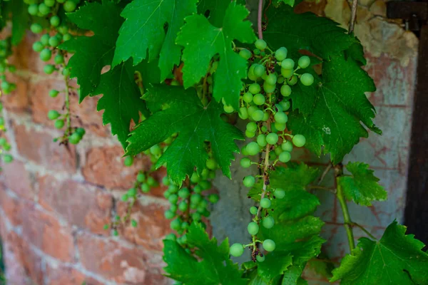 Closeup Unripe Green Grapes Vine Wall — Stock Photo, Image