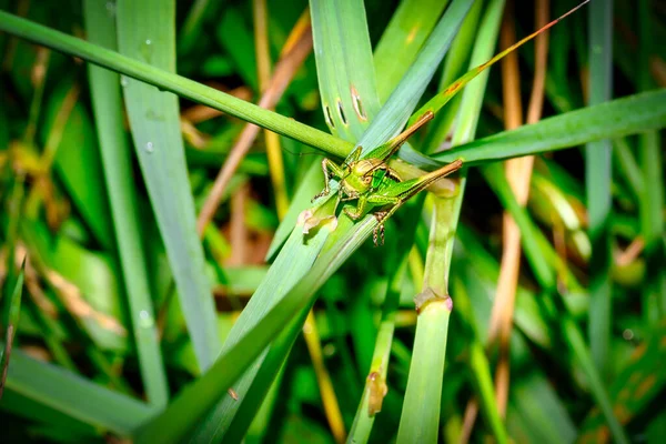 Grasshopper Lush Grass Meadow — Stock Photo, Image