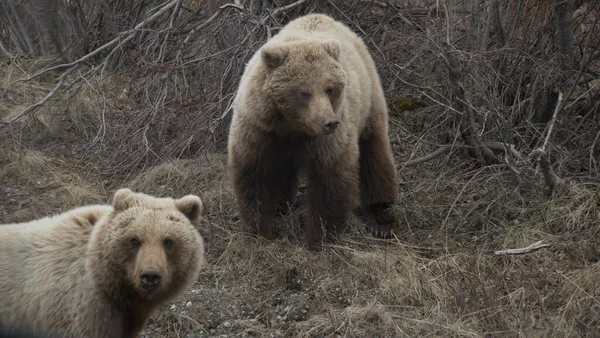 Два Бурых Медведя Гризли Поле — стоковое фото