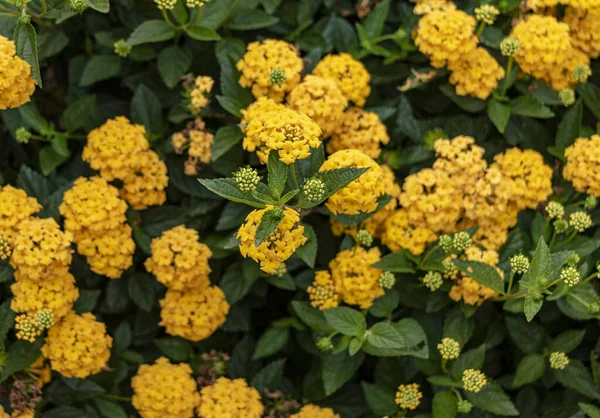 Kwitnący Żółty Krzak Kwiatu Lantana — Zdjęcie stockowe
