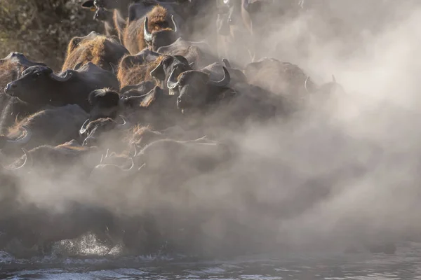 Black Buffaloes Water Sunrise — Stock Photo, Image