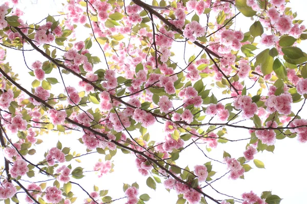 Plan Angle Bas Fleur Cerisier Dans Jardin Sous Lumière Soleil — Photo
