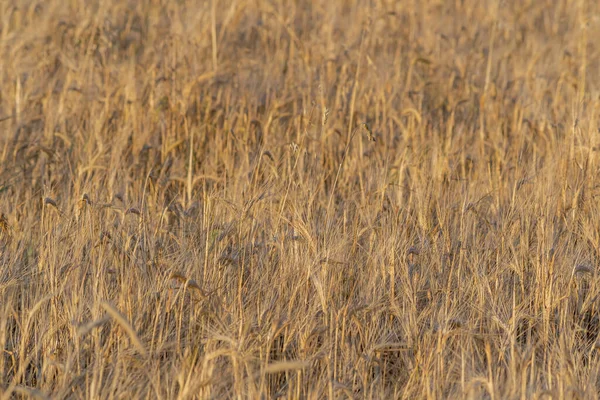 Ein Goldenes Weizenfeld Einem Sonnigen Tag — Stockfoto