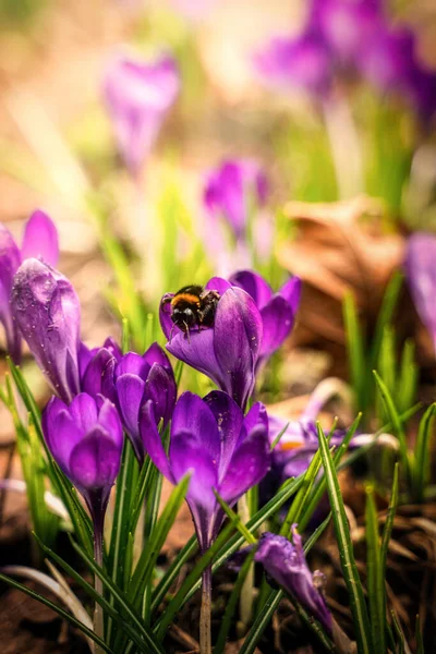 Pionowe Ujęcie Trzmiela Siedzącego Purpurowych Kwiatach Crocus Rozmytym Tle — Zdjęcie stockowe