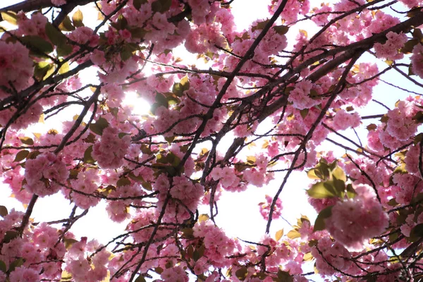 Una Foto Bajo Ángulo Flor Cerezo Bajo Luz Del Sol — Foto de Stock