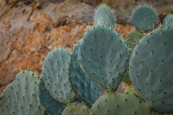 Gros Plan Cactus Poirier Barbarie Sur Terrain — Photo