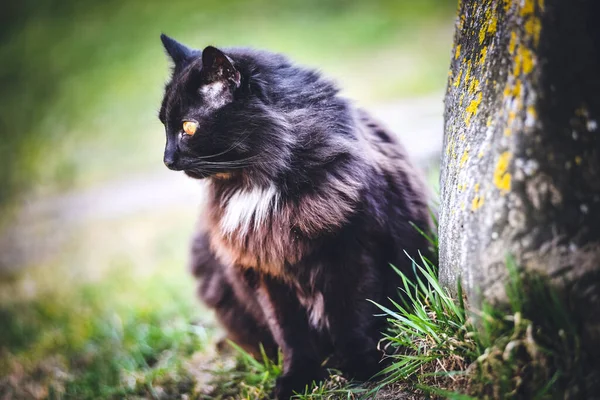 Hermoso Gato Negro Esponjoso Sentado Una Hierba Verde — Foto de Stock