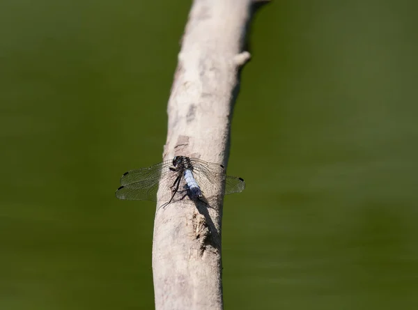 Een Macro Shot Van Een Libelle Een Twijg — Stockfoto