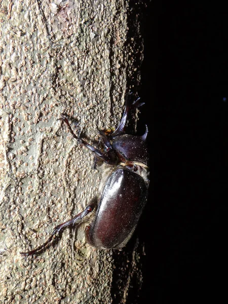 壁に大きなサイの甲虫 アロマイリナ ジコトマ のクローズアップショット — ストック写真