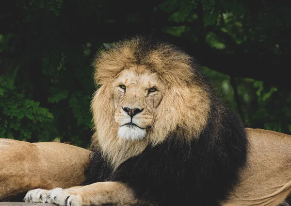 Ett Porträtt Ett Kungligt Lejon Som Tittar Kameran — Stockfoto