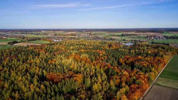 Flygbild Gyllene Fallskog Den Blå Himlen — Stockfoto
