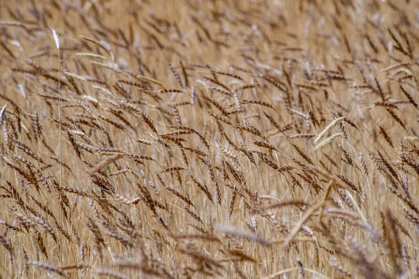 晴れた日の黄金の麦畑 — ストック写真