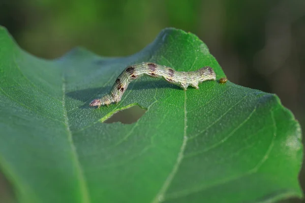 Focus Selettivo Bruco Una Foglia Verde Perfetto Sfondo — Foto Stock