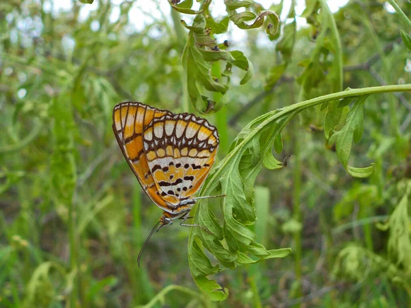 Tiro Seletivo Foco Uma Borboleta Manchada Coringa Ilithyia Byblia Satara — Fotografia de Stock