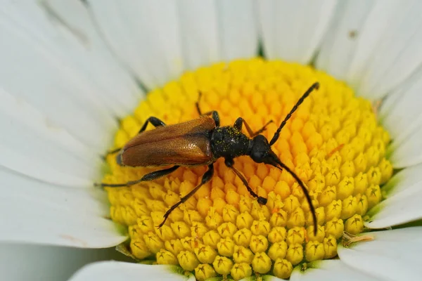 A fairy-ring longhorn beetle (Pseudovadonia livida) on an oxeye daisy flower