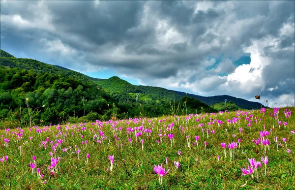 Campo Montanha Com Crocos Rosa — Fotografia de Stock