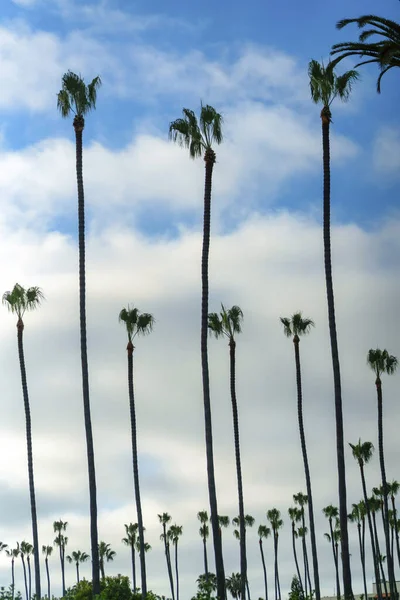 Bulutlu Gökyüzüne Karşı Palmiye Ağaçlarının Dikey Görüntüsü — Stok fotoğraf