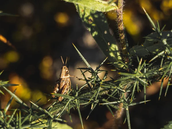 Closeup Shot Grasshopper Twigs — Stock Photo, Image