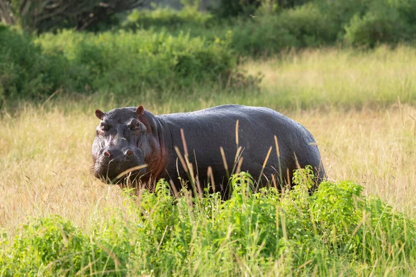 Hipopotam Parku Narodowym Królowej Elżbiety Uganda Afryka — Zdjęcie stockowe