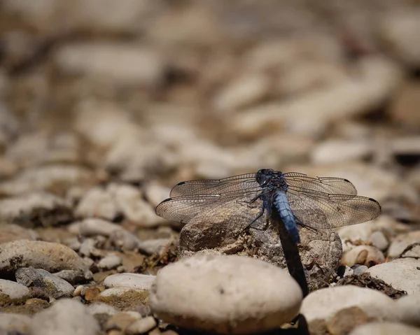 Plan Macro Une Libellule Sur Rocher — Photo