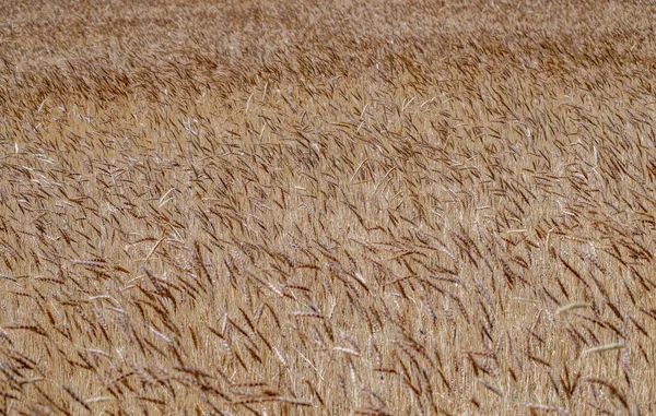 Golden Wheat Field Sunny Day — Stock Photo, Image