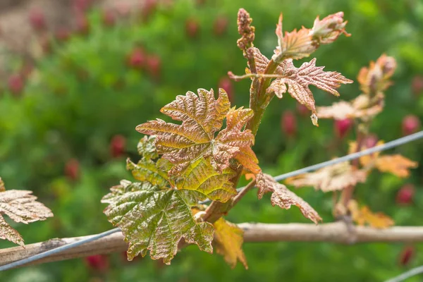 Closeup Shot Leaves Texture Twig — Stock Photo, Image