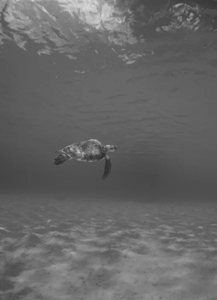 Серая Черепаха Плавающая Морем — стоковое фото