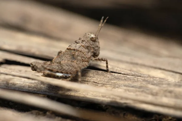 Een Selectieve Focus Shot Van Een Pygmee Sprinkhaan Nimf Paratettix — Stockfoto