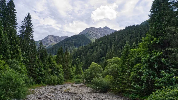 Hermoso Bosque Verde Una Zona Montañosa —  Fotos de Stock