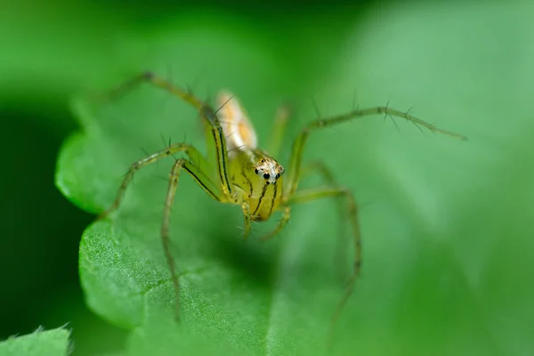 Una Araña Lince Rayas Hembra Oxyopes Salticus —  Fotos de Stock