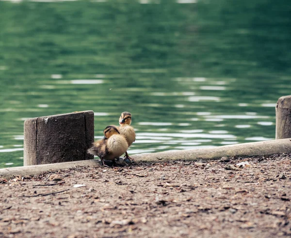 Closeup Ducklings Perched Dock Surrounded Lake Daylight — Stock Photo, Image