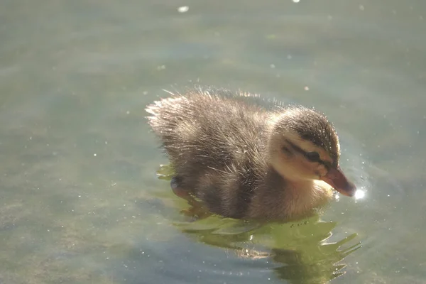 Closeup Duckling Swimming Pond — Stock Photo, Image