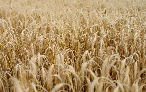 Přirozený Pohled Pšeničné Pole Připravené Sklizni — Stock fotografie