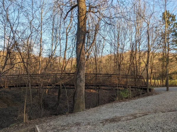 Pont Dans Une Forêt Couverte Arbres Nus Sous Lumière Soleil — Photo