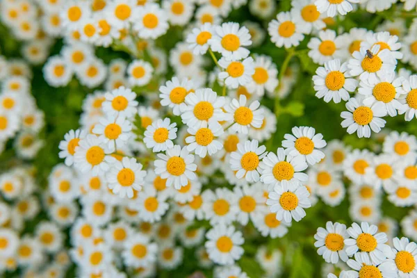 Eine Ansicht Von Gänseblümchen Auf Einem Feld Sonnenlicht Mit Verschwommenem — Stockfoto