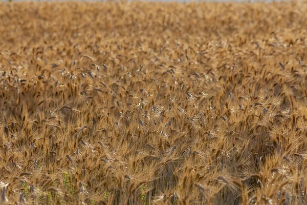 Золоте Пшеничне Поле Під Час Заходу Сонця — стокове фото