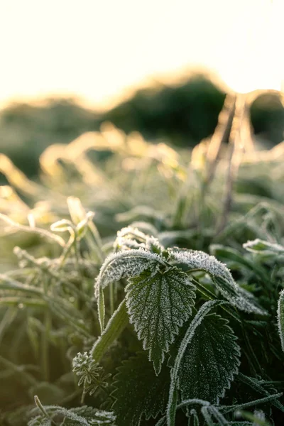 Een Verticaal Shot Van Een Gewone Brandnetel Plant Een Wazige — Stockfoto