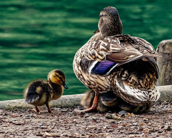 Primer Plano Patos Posados Muelle Rodeado Por Lago Luz Del — Foto de Stock