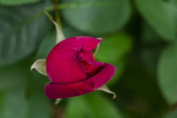 Ένα Κοντινό Πλάνο Ενός Ροζ Λουλουδιού Που Ανθίζει — Φωτογραφία Αρχείου