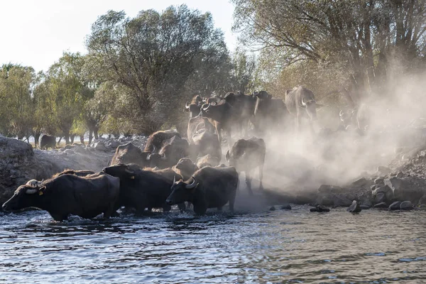 Черные Буйволы Воде Восходе Солнца — стоковое фото