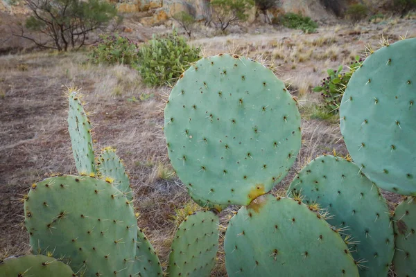 Gros Plan Cactus Poirier Barbarie Sur Terrain — Photo