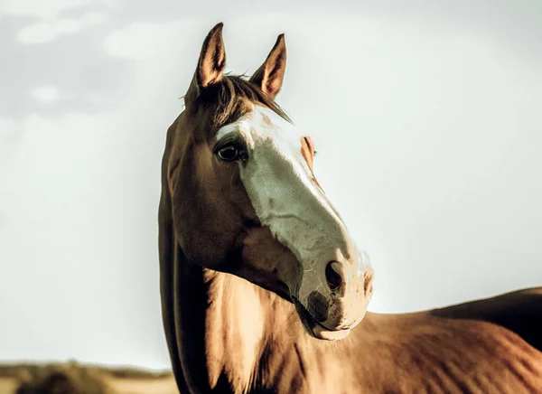 Detailní Záběr Krásného Koně Stodole — Stock fotografie